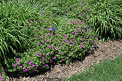 New Hampshire Purple Cranesbill (Geranium sanguineum 'New Hampshire Purple') at Stonegate Gardens