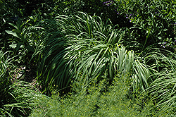 Staefa Moor Grass (Molinia caerulea 'Staefa') at Lakeshore Garden Centres