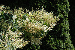 Summer Snow Japanese Tree Lilac (Syringa reticulata 'Summer Snow') at Stonegate Gardens