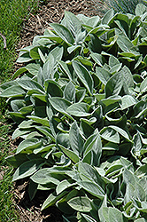 Giant Lamb's Ears (Stachys byzantina 'Big Ears') at A Very Successful Garden Center