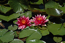 Steven Strawn Hardy Water Lily (Nymphaea 'Steven Strawn') at Lakeshore Garden Centres