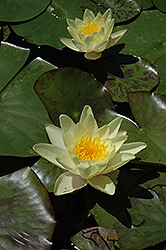 Charlene Strawn Hardy Water Lily (Nymphaea 'Charlene Strawn') at A Very Successful Garden Center
