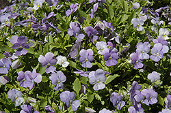 Endurio Sky Blue Martien Pansy (Viola cornuta 'Endurio Sky Blue Martien') at Stonegate Gardens