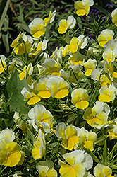 Panola Primrose Pansy (Viola x wittrockiana 'Panola Primrose') at Lakeshore Garden Centres