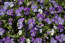 Rain Blue and Purple Pansy (Viola x wittrockiana 'Rain Blue and Purple') at Stonegate Gardens