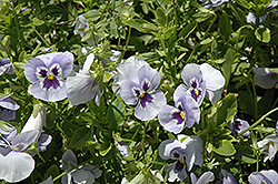 Panola Marina Pansy (Viola x wittrockiana 'Panola Marina') at A Very Successful Garden Center