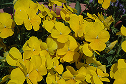 Mimosa Yellow Pansy (Viola 'Mimosa Yellow') at Stonegate Gardens