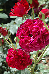 Tradescant Rose (Rosa 'Tradescant') at Stonegate Gardens