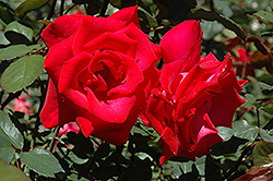 Timeless Rose (Rosa 'Timeless') at A Very Successful Garden Center