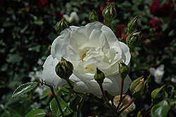 White Dawn Rose (Rosa 'White Dawn') at A Very Successful Garden Center