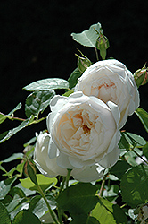 Glamis Castle Rose (Rosa 'Glamis Castle') at A Very Successful Garden Center