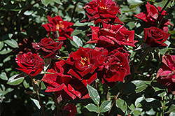 Black Jade Rose (Rosa 'Black Jade') at Stonegate Gardens