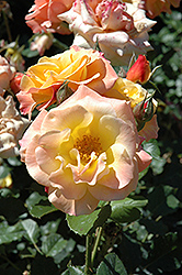 Fragrant Apricot Rose (Rosa 'Fragrant Apricot') at Lakeshore Garden Centres