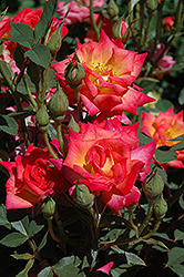 Hot Tamale Rose (Rosa 'Hot Tamale') at Lakeshore Garden Centres