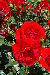Showbiz Rose (Rosa 'Showbiz') at A Very Successful Garden Center