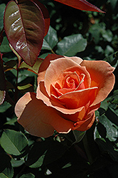 Tenerife Rose (Rosa 'Tenerife') at A Very Successful Garden Center
