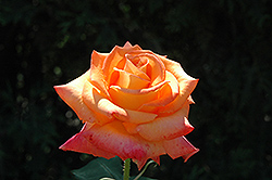 Caribbean Rose (Rosa 'Caribbean') at Stonegate Gardens