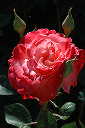 Brigadoon Rose (Rosa 'Jacpal') at A Very Successful Garden Center