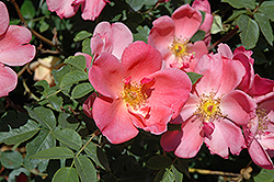 Summer Wind Rose (Rosa 'Summer Wind') at A Very Successful Garden Center