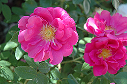 Rouletti Rose (Rosa 'Rouletti') at A Very Successful Garden Center