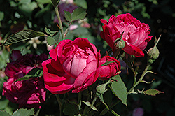 Eugene de Beauharnais Rose (Rosa 'Eugene de Beauharnais') at Lakeshore Garden Centres