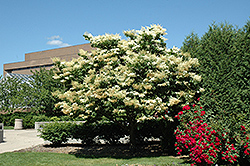 Summer Snow Japanese Tree Lilac (Syringa reticulata 'Summer Snow') at Stonegate Gardens
