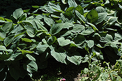 Hyacinthina Hosta (Hosta fortunei 'Hyacinthina') at Lakeshore Garden Centres