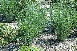 Cloud Nine Switch Grass (Panicum virgatum 'Cloud Nine') at A Very Successful Garden Center