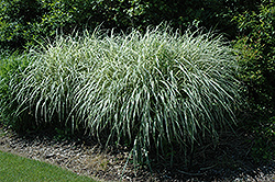 Rigoletto Maiden Grass (Miscanthus sinensis 'Rigoletto') at A Very Successful Garden Center