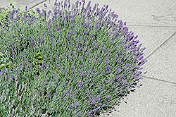 Munstead Lavender (Lavandula angustifolia 'Munstead') at Stonegate Gardens