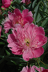 Kelway's Majestic Peony (Paeonia 'Kelway's Majestic') at A Very Successful Garden Center