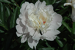 Summer Day Peony (Paeonia 'Summer Day') at Lakeshore Garden Centres