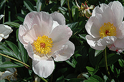 Le Jour Peony (Paeonia 'Le Jour') at A Very Successful Garden Center