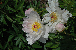 Early Daybreak Peony (Paeonia 'Early Daybreak') at A Very Successful Garden Center