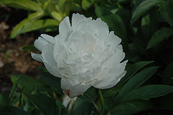 Nanette Peony (Paeonia 'Nanette') at A Very Successful Garden Center