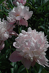 Madame Ducel Peony (Paeonia 'Madame Ducel') at A Very Successful Garden Center