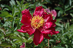 Meteor Peony (Paeonia 'Meteor') at A Very Successful Garden Center