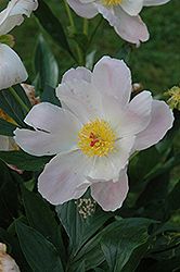 Duchess of Portland Peony (Paeonia 'Duchess of Portland') at A Very Successful Garden Center