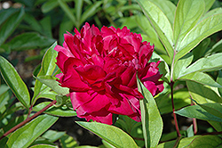 Philippe Rivoire Peony (Paeonia 'Philippe Rivoire') at A Very Successful Garden Center