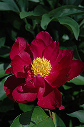 Fortune Teller Peony (Paeonia 'Fortune Teller') at A Very Successful Garden Center