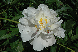 Giselle Peony (Paeonia 'Giselle') at A Very Successful Garden Center