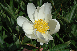 Queen of the Belgians Peony (Paeonia 'Queen of the Belgians') at Stonegate Gardens