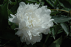 Jubilee Peony (Paeonia 'Jubilee') at A Very Successful Garden Center