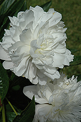 Betty Blossom Peony (Paeonia 'Betty Blossom') at A Very Successful Garden Center