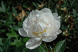 Rose Shaylor Peony (Paeonia 'Rose Shaylor') at Lakeshore Garden Centres