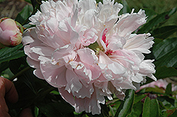 Marie d'Hour Peony (Paeonia 'Marie d'Hour') at Lakeshore Garden Centres