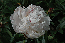 Ginette Peony (Paeonia 'Ginette') at A Very Successful Garden Center