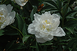 Marie Jacquin Peony (Paeonia 'Marie Jacquin') at Stonegate Gardens