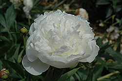 Florence Nichols Peony (Paeonia 'Florence Nichols') at A Very Successful Garden Center