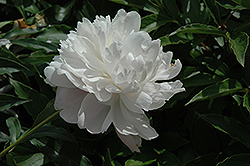 Opal Peony (Paeonia 'Opal') at Stonegate Gardens